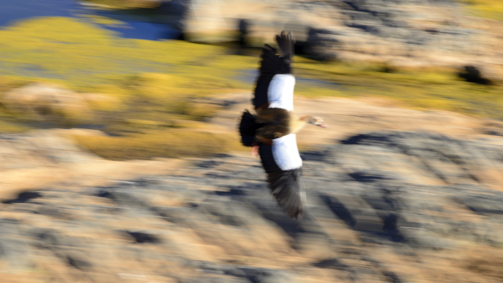 A large bird with outstretched wings is in flight over a rocky landscape with patches of greenery visible in the background. The image is slightly blurred, conveying motion and speed.