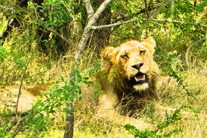 A lion lies in a sunlit, grassy area surrounded by lush green foliage. Its mouth is partially open, revealing teeth, and its eyes are half-closed, giving a relaxed expression. The scene is bright and natural.