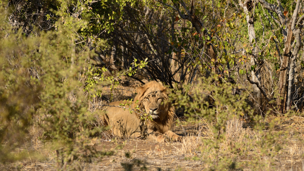 A lion rests on the ground amidst shrubs and trees in a sunlit forest. The foliage partially conceals the lion, blending with the earthy surroundings.