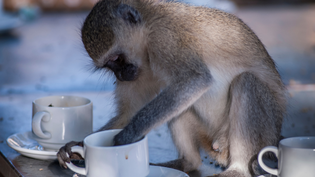 A vervet monkey curiously dips its hand into a white teacup on a table, surrounded by other similar cups. The monkeys head is lowered, focusing on the cups contents.