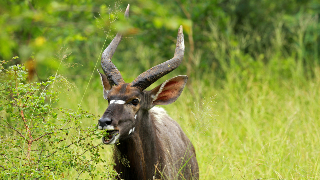 A nyala antelope with spiral horns is standing in tall grass, nibbling on green leaves in a lush, verdant setting.