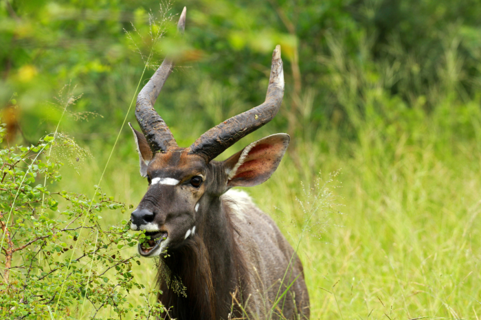 3 Day Kruger Safari from Cape Town with Panorama