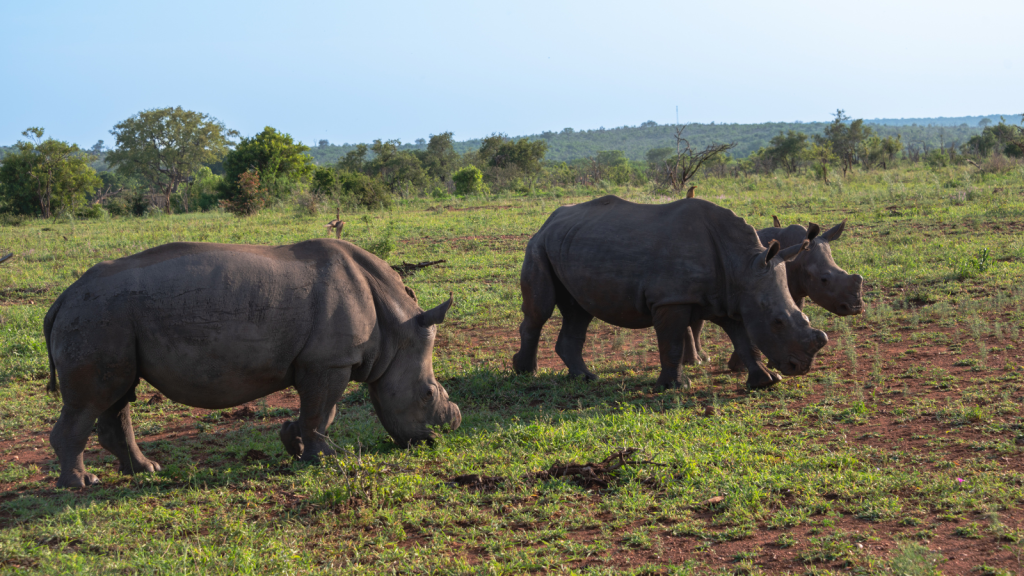 Three rhinoceroses graze on a grassy field under a clear sky. The landscape features scattered trees and a distant, low hill, with the scene bathed in soft, natural sunlight.