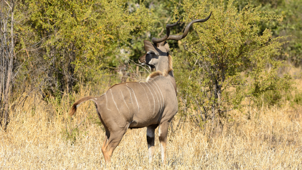 A kudu stands in dry grass with its back to the camera. The animal has long spiral horns and a light brown coat with faint white stripes. Green bushes and trees are in the background.