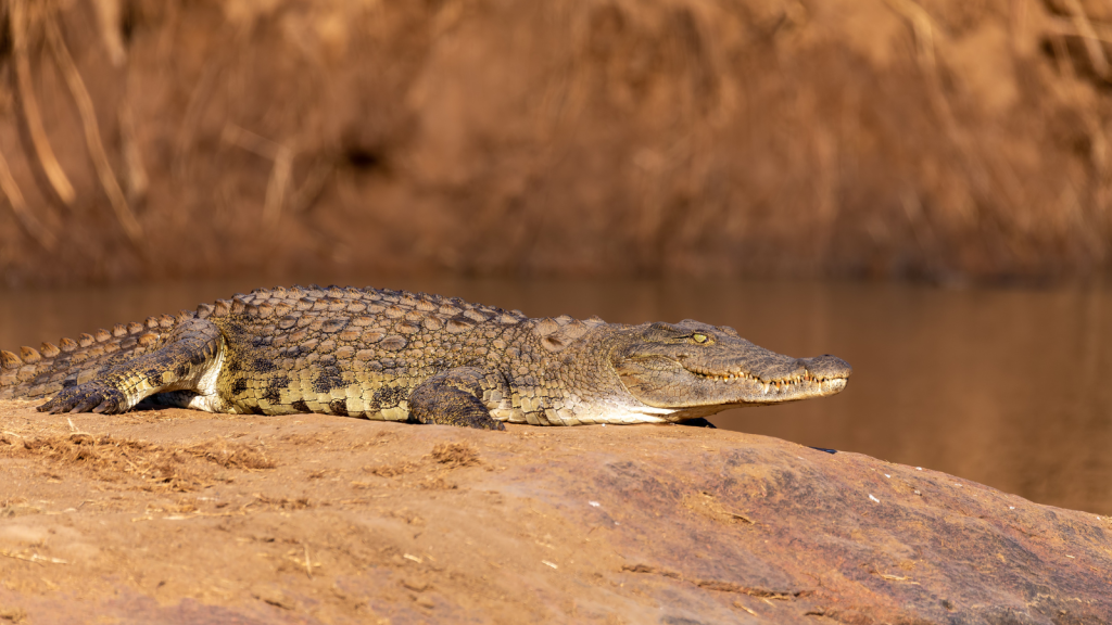 A crocodile rests on a rock beside a riverbank. Its scaly skin is highlighted by the sunlight, and the background is a blurred mix of earthy tones.