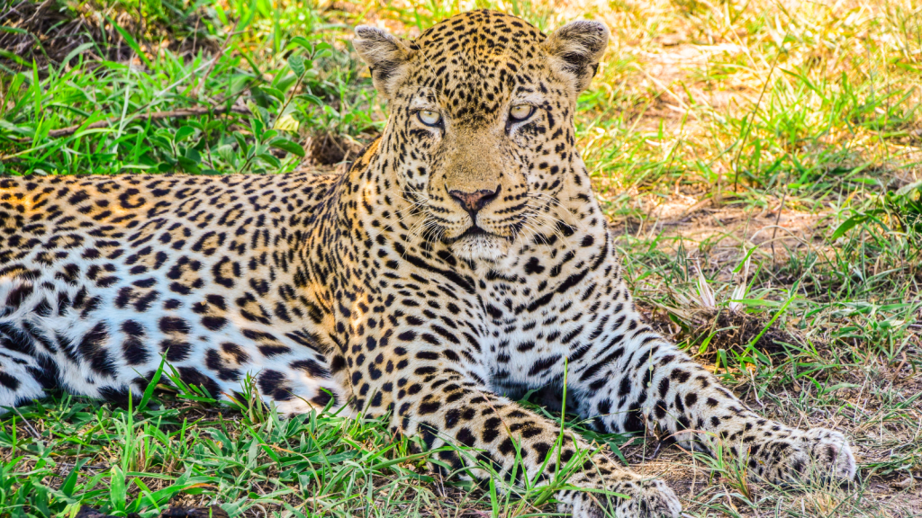 A leopard lies on grass, staring attentively. Its coat features distinctive dark rosettes on a golden background. The sunlight filters through leaves, illuminating patches of its body. The surrounding area is a mix of grass and dirt.