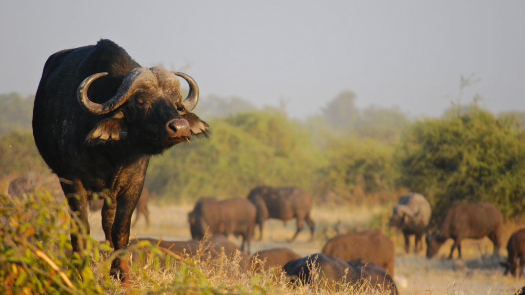 A large buffalo stands in the foreground, gazing to the side, with its horns prominently displayed. In the background, a herd of buffalo grazes on the grassy plains, surrounded by dense greenery under a clear sky.