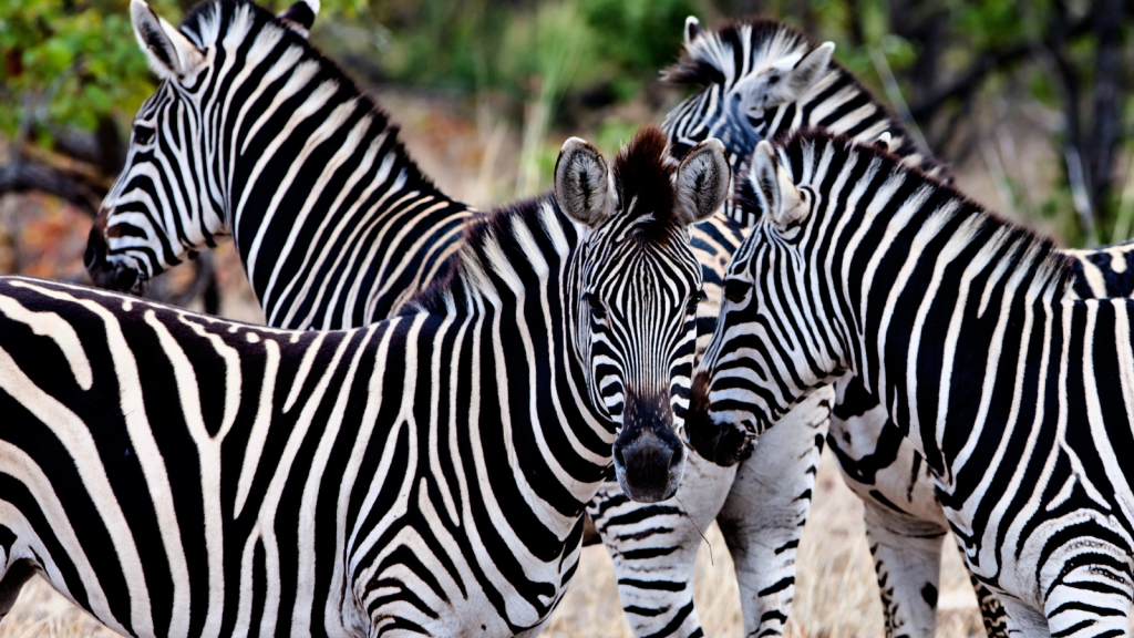 A group of zebras with distinctive black and white stripes stand closely together in a natural setting, with lush greenery in the background. The zebras are facing different directions, showcasing their unique patterns.