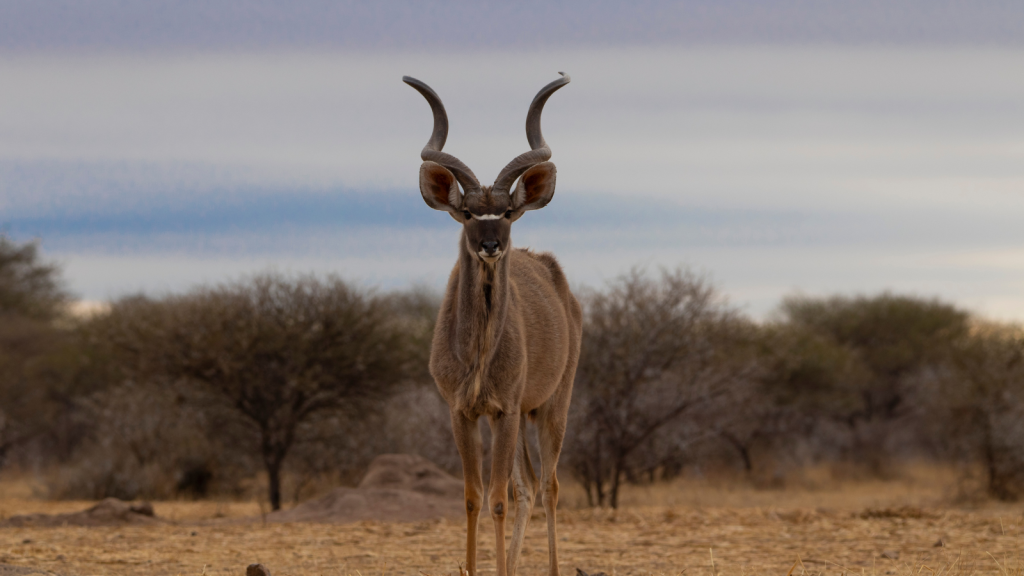 A kudu stands on a dry, grassy landscape with sparse trees in the background. Its large, spiraled horns are prominent against the cloudy sky.