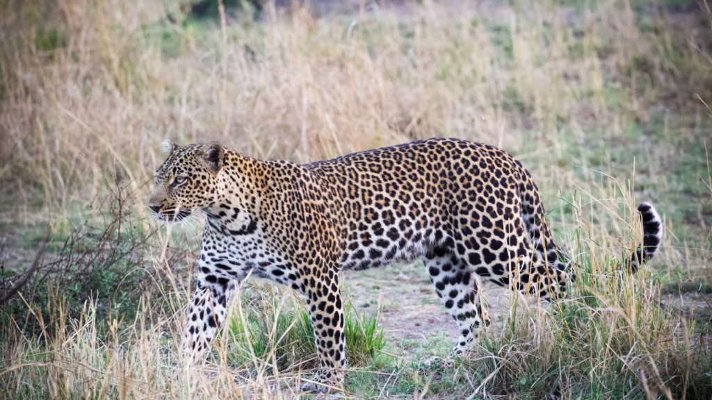 A leopard walks gracefully through tall grass in a natural habitat, its spotted coat blending into the dry surroundings.