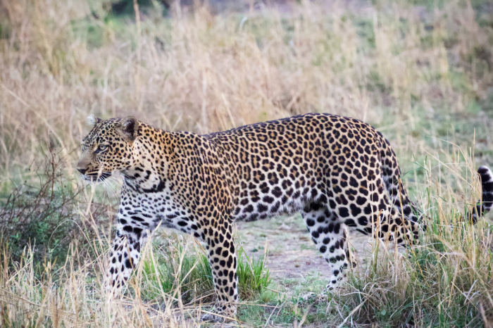 4 day Kruger Safari from Cape Town