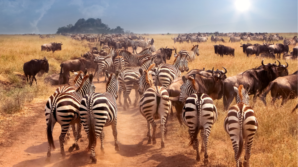 A herd of zebras and wildebeests runs across a sunlit savannah, raising dust. The landscape is grassy, with a small hill in the distance under a blue sky, partially covered by clouds with the sun shining through.