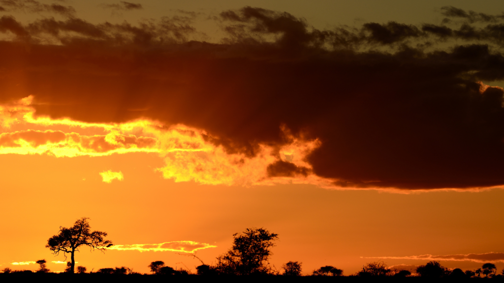 A silhouette of trees against a vibrant orange sunset sky with dark clouds. Sunbeams peek through the clouds, creating a dramatic and serene landscape.