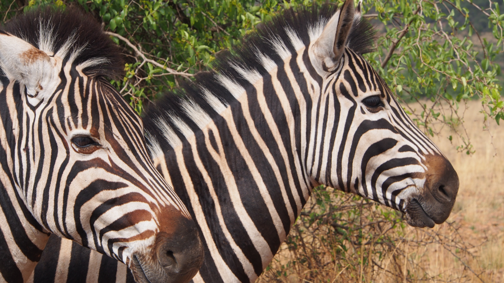 Two zebras standing closely together in a natural setting, with green leaves and dry grass in the background. Their black and white striped patterns are prominently displayed as they gaze in the same direction.