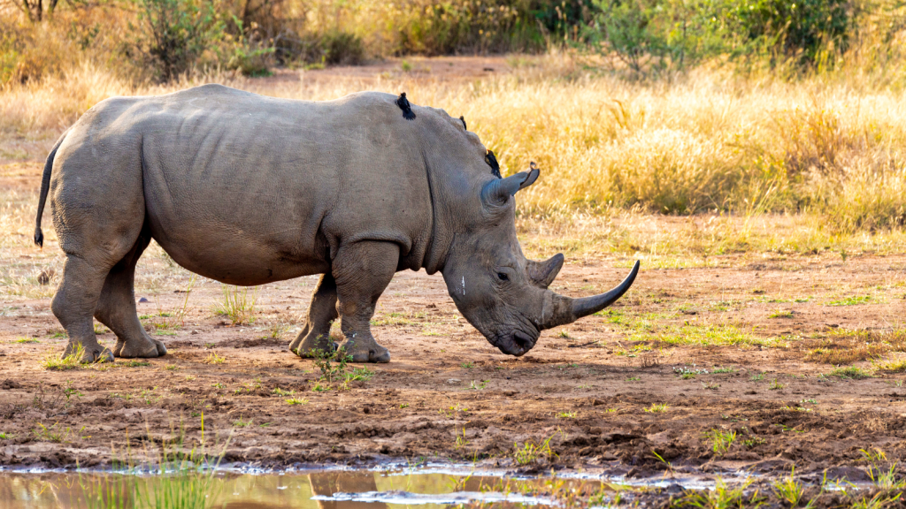 A rhino with several birds on its back grazes in a sunlit, grassy area near a small body of water. The background features dry grass and scattered trees.