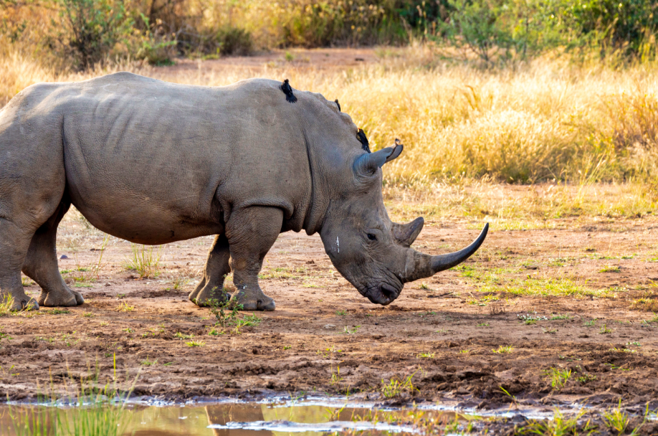 A rhino with several birds on its back grazes in a sunlit, grassy area near a small body of water. The background features dry grass and scattered trees.