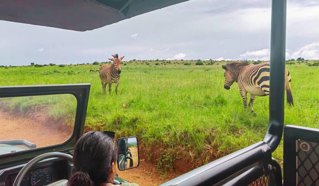 A person in a safari vehicle observes two zebras standing in a grassy field. The photo captures the zebras from the vehicles perspective under a canopy, with one zebra looking directly at the vehicle.