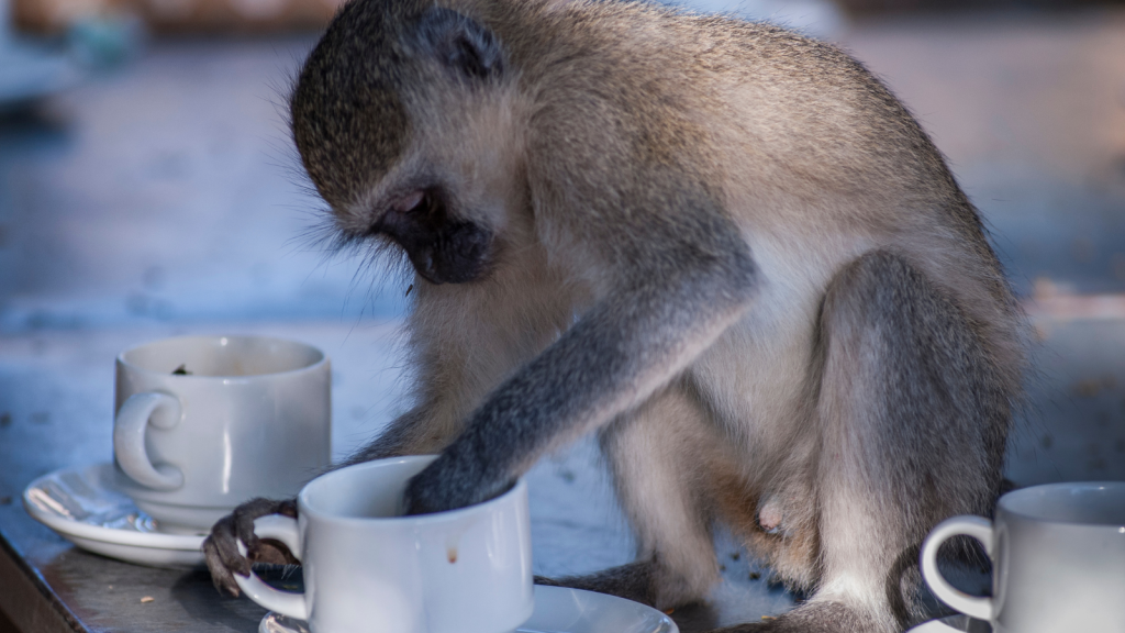 A vervet monkey is sitting at a table, reaching into a white teacup with its hand. Another teacup and saucer are nearby. The setting appears casual and outdoor.