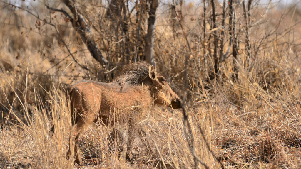 A warthog standing in dry, grassy terrain with leafless trees in the background. The warthogs distinctive mane is visible, and the scene has a natural, arid appearance.