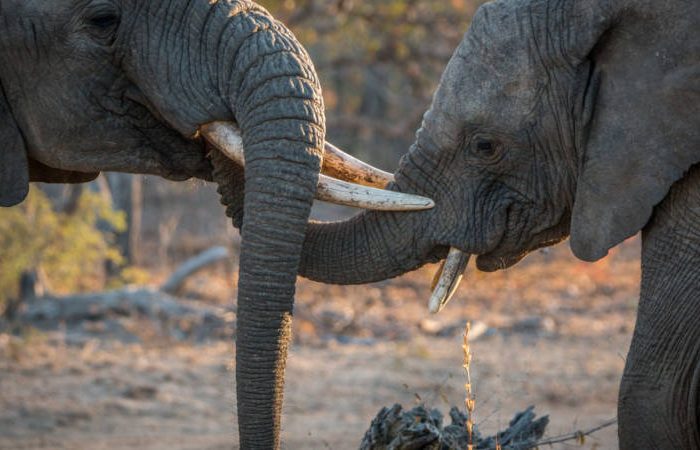 Two elephants interacting in a dusty, dry landscape. Their trunks and tusks are intertwined, suggesting a playful or gentle encounter. Background features sparse trees and dry grass, hinting at a savanna setting.