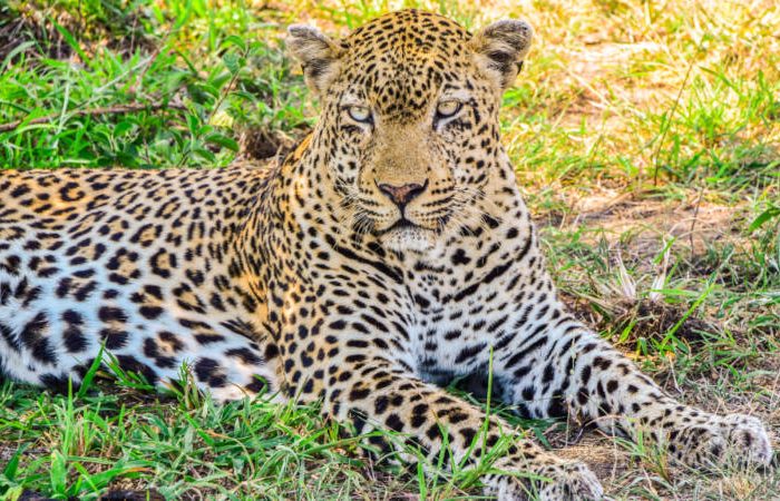 A leopard lies on grass, staring attentively. Its coat features distinctive dark rosettes on a golden background. The sunlight filters through leaves, illuminating patches of its body. The surrounding area is a mix of grass and dirt.