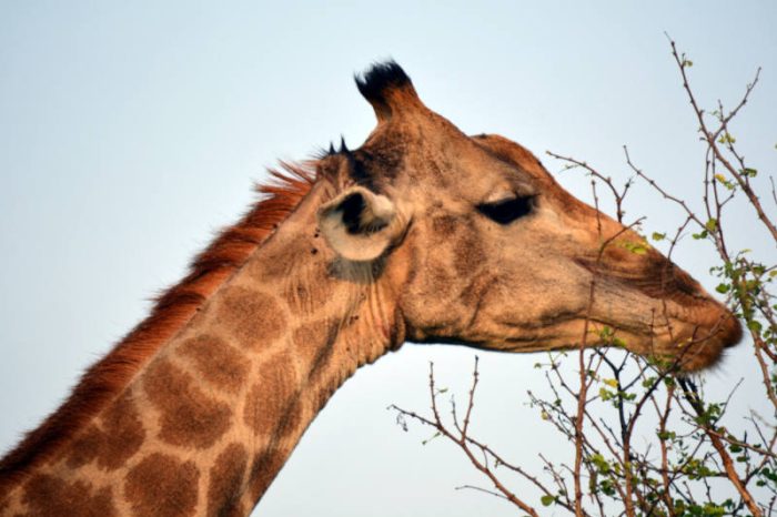 The image shows a close-up of a giraffes head and neck as it browses on a leafy branch against a clear blue sky.