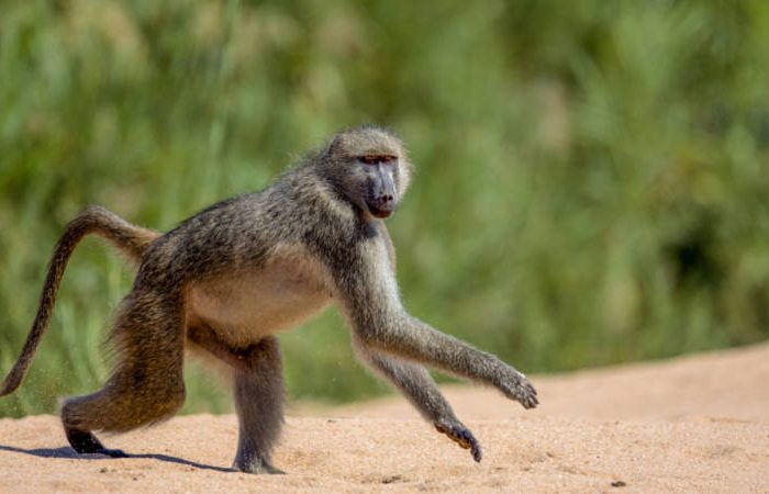 A baboon strides across the sandy ground, embodying a journey akin to transporting to Hazy View, with a serene, blurred green background adding an air of tranquility.