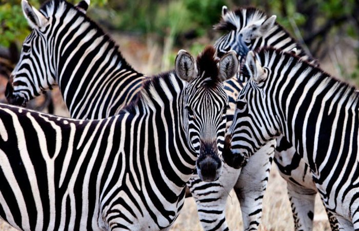 A group of zebras with distinctive black and white stripes stand closely together in a natural setting, with lush greenery in the background. The zebras are facing different directions, showcasing their unique patterns.