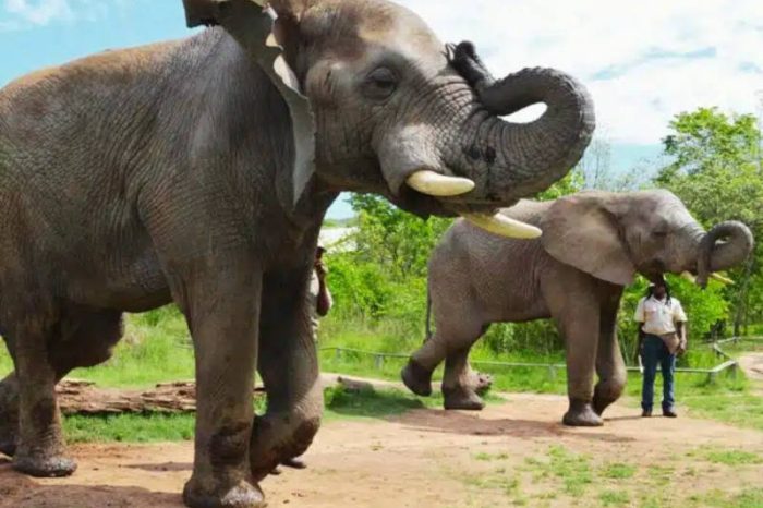 Two elephants walk on a dirt path in a grassy area of the elephant sanctuary, with a person standing nearby. One elephant raises its trunk gracefully. The sky is partly cloudy, and trees can be seen in the background, adding to the serene atmosphere.