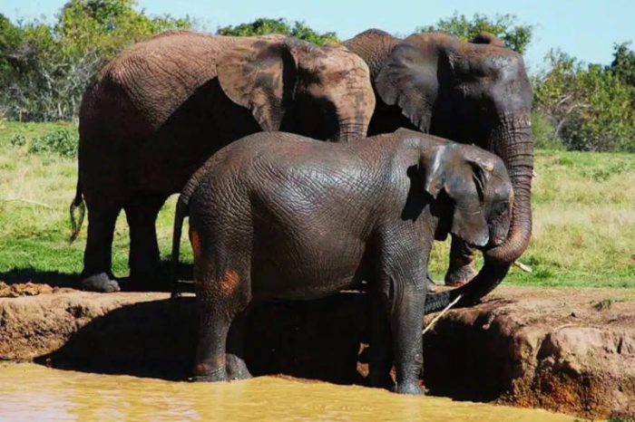 Three elephants gathered at the edge of a muddy waterhole in a grassy area, with trees in the background, as if part of an elephant sanctuary. They appear to be drinking or interacting with the water.