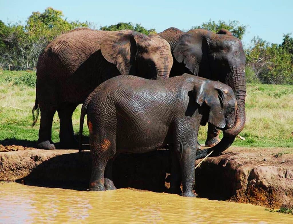 Three elephants gathered at the edge of a muddy waterhole in a grassy area, with trees in the background, as if part of an elephant sanctuary. They appear to be drinking or interacting with the water.