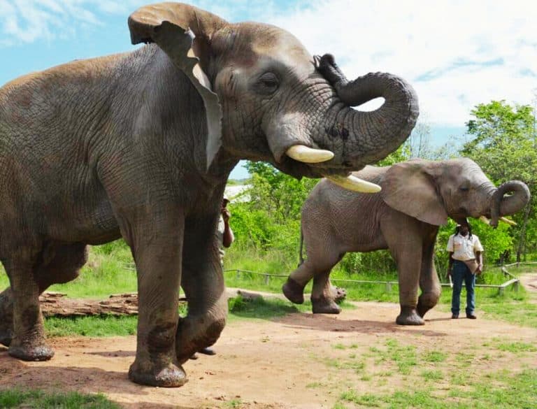 Two elephants walk on a dirt path in a grassy area of the elephant sanctuary, with a person standing nearby. One elephant raises its trunk gracefully. The sky is partly cloudy, and trees can be seen in the background, adding to the serene atmosphere.