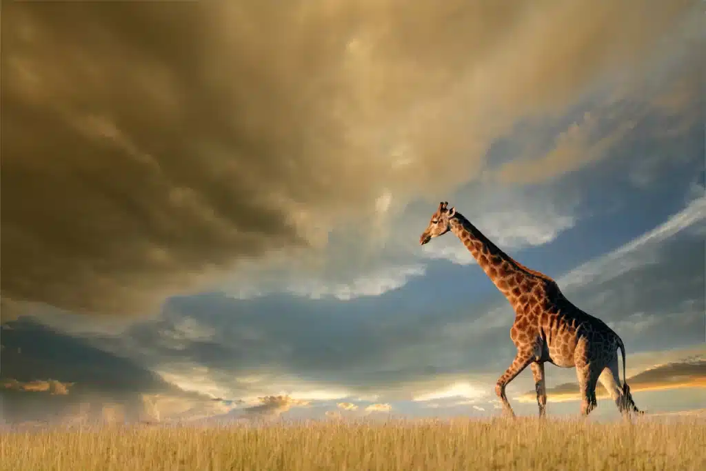 A lone giraffe walks across a grassy plain under a dramatic sky, dark clouds looming with a hint of sunlight breaking through. The scene, reminiscent of a serene lion park tour, conveys a sense of calm and vastness.