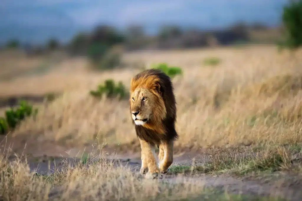 A majestic lion with a full mane strides through a sunlit, grassy savannah on a lion park tour. The landscape is blurred in the background, highlighting the lion's powerful presence in its natural habitat.