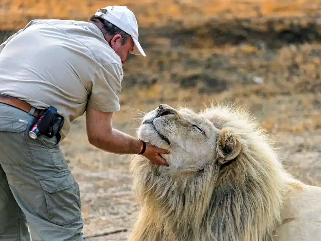 A person wearing a cap and khaki clothing gently holds the chin of a large white lion, which appears relaxed and content. The scene is set in a dry, grassy area during an intimate moment on a lion park tour.