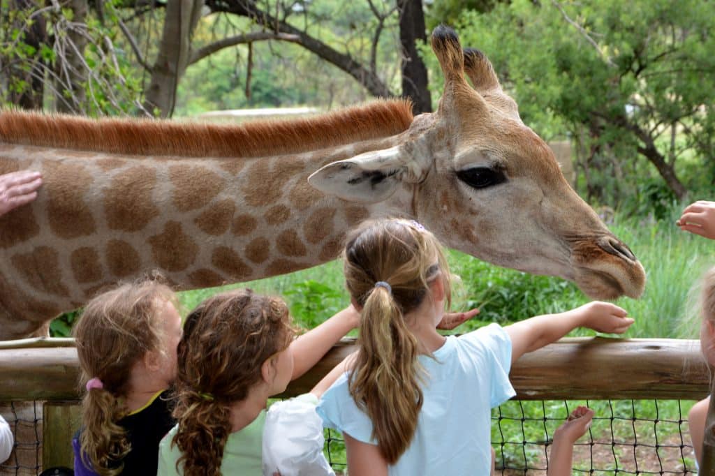 A group of children stands near a fence, excitedly watching and reaching out to a giraffe in a zoo setting. The giraffe stretches its neck toward them, surrounded by lush greenery and trees, as they chat about their recent lion park tour adventure.