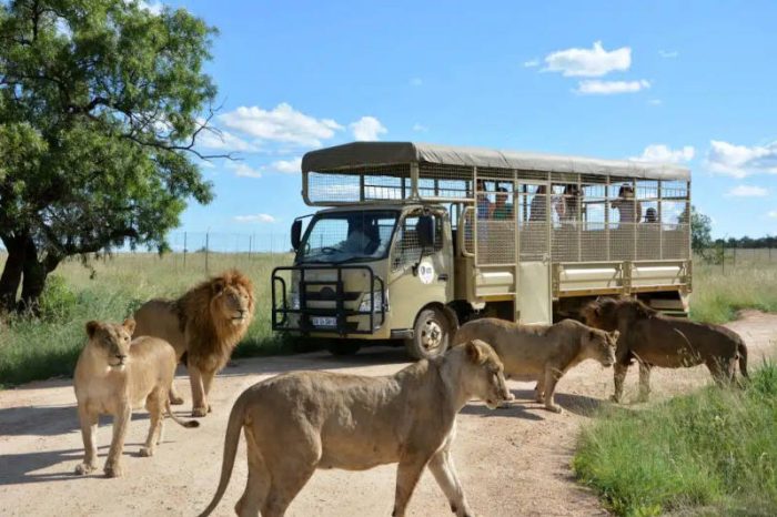 A group of lions strolls leisurely across a dirt road as a safari truck filled with eager tourists observes them during the lion park tour. The setting is a grassy landscape under a blue sky with scattered clouds, allowing passengers to watch the majestic creatures up close.