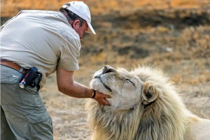 A person wearing a cap and khaki clothing gently holds the chin of a large white lion, which appears relaxed and content. The scene is set in a dry, grassy area during an intimate moment on a lion park tour.