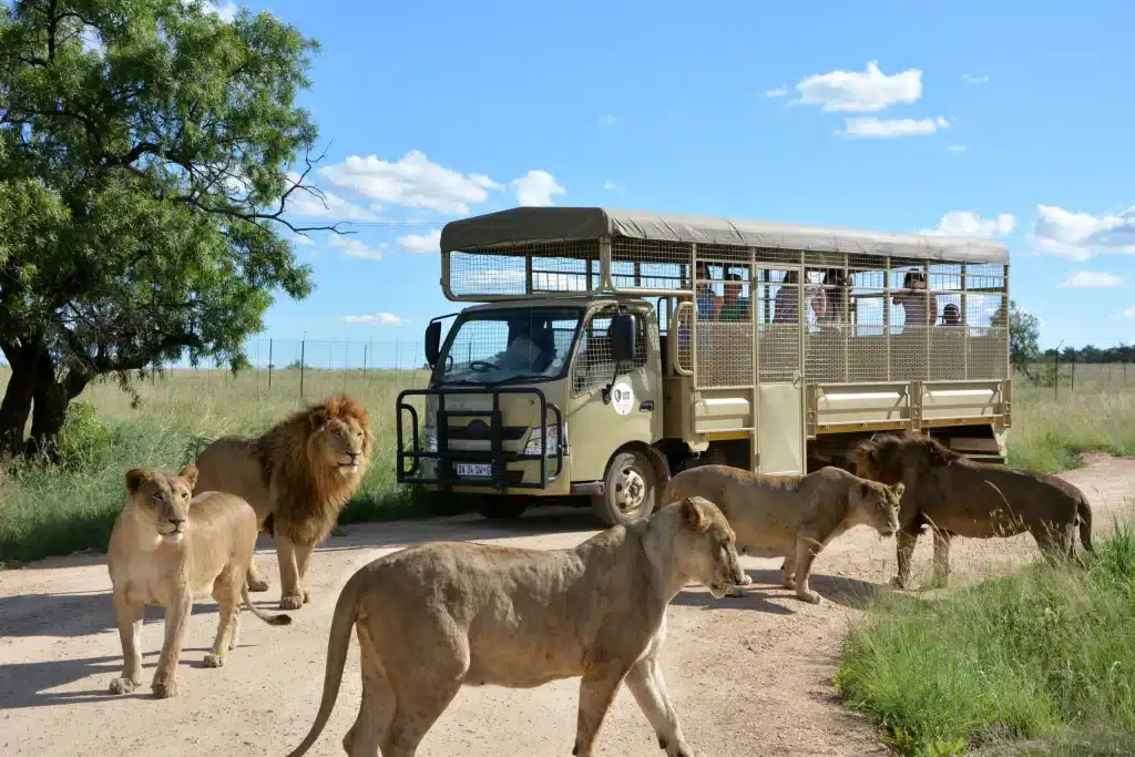 A group of lions strolls leisurely on a dirt road, leading the way for a safari truck full of eager tourists on a lion park tour. The vehicle is enclosed with protective bars, set against a backdrop of grassy plains and a solitary tree under the sunny, blue sky.