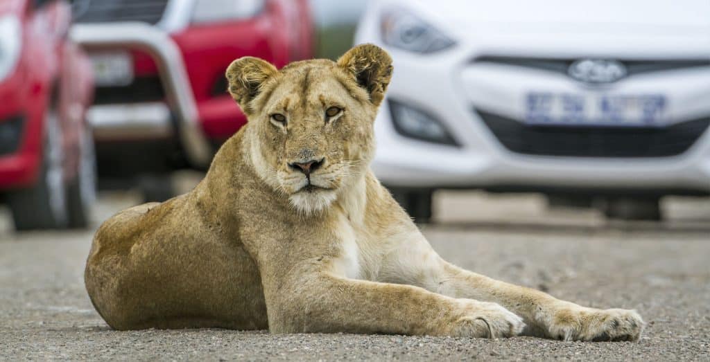 A lioness relaxing on a paved road, with several parked cars in the background, captures the thrilling experience of a lion park tour. The scene suggests a unique wildlife encounter near urban areas or within a safari park setting.