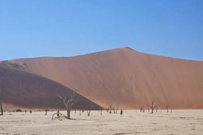 A vast desert landscape with a large, red sand dune under a clear blue sky unfolds on the Namibia tour from Johannesburg. Sparse, dried trees dot the light-colored sandy foreground, and a few people are visible, giving a sense of scale to the towering dune.