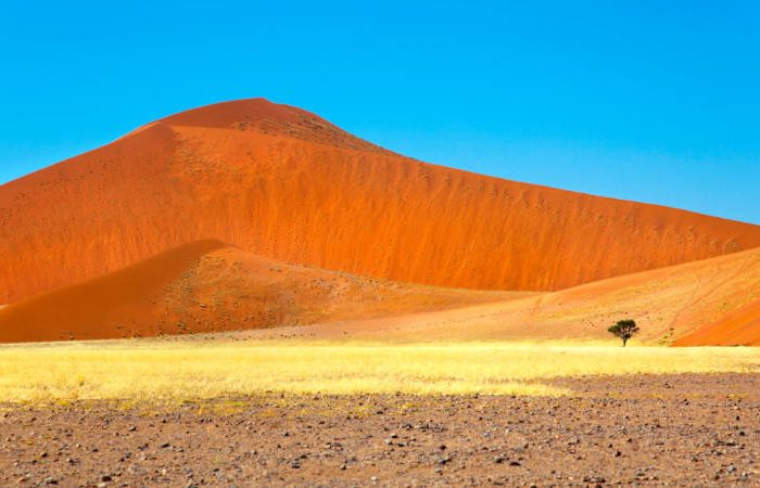 Embark on a mesmerizing Namibia tour from Johannesburg to discover a vast desert landscape with a towering red sand dune under the clear blue sky. In the foreground, sparse yellow grass and a solitary tree accentuate the remote and arid environment, capturing nature's untouched beauty.