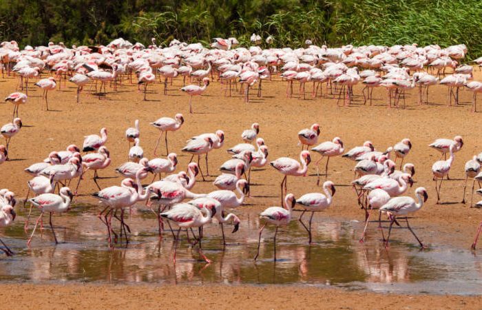 A large flock of pink flamingos stands and wades in a shallow water area on an earthy, brown surface, reminiscent of the vibrant landscapes found near Namibia. Lush green reeds are visible in the background as the flamingos spread across the scene, creating a vibrant, natural setting.