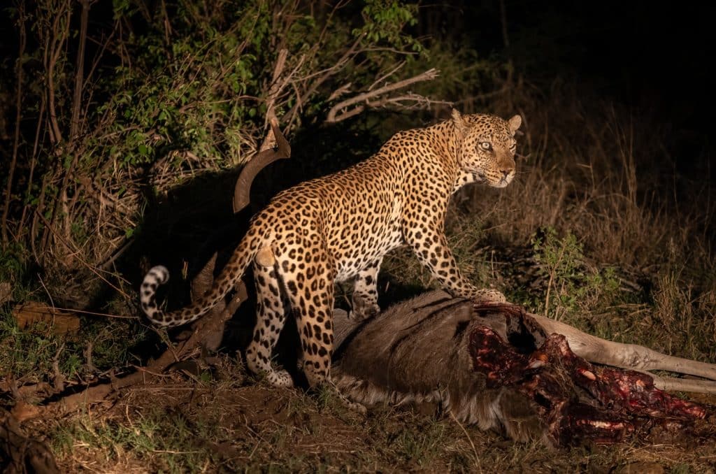 A leopard stands over its prey, a partially eaten antelope, in a dimly lit, grassy area at night. The leopards spotted fur is illuminated, contrasting with the shadows of the surrounding vegetation.