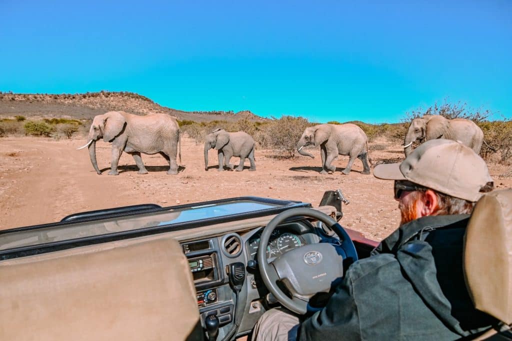 A person in a safari vehicle watches a herd of four elephants, including a baby, walking across a dirt road in a dry, open landscape with bushes and clear blue sky.