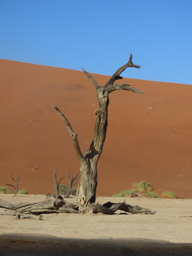 A solitary, gnarled tree stands on a cracked earth landscape, set against towering reddish sand dunes under a clear blue sky. Sparse vegetation dots this stark desert environment, capturing the dramatic beauty you might witness on a Namibia tour from Johannesburg.