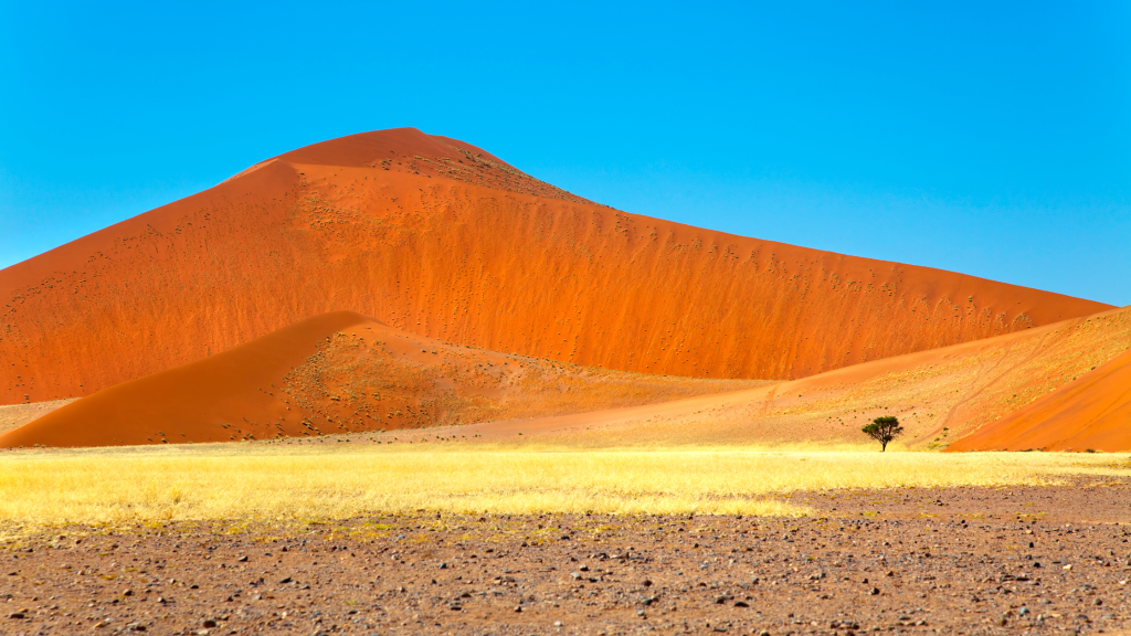 Embark on a mesmerizing Namibia tour from Johannesburg to discover a vast desert landscape with a towering red sand dune under the clear blue sky. In the foreground, sparse yellow grass and a solitary tree accentuate the remote and arid environment, capturing nature's untouched beauty.