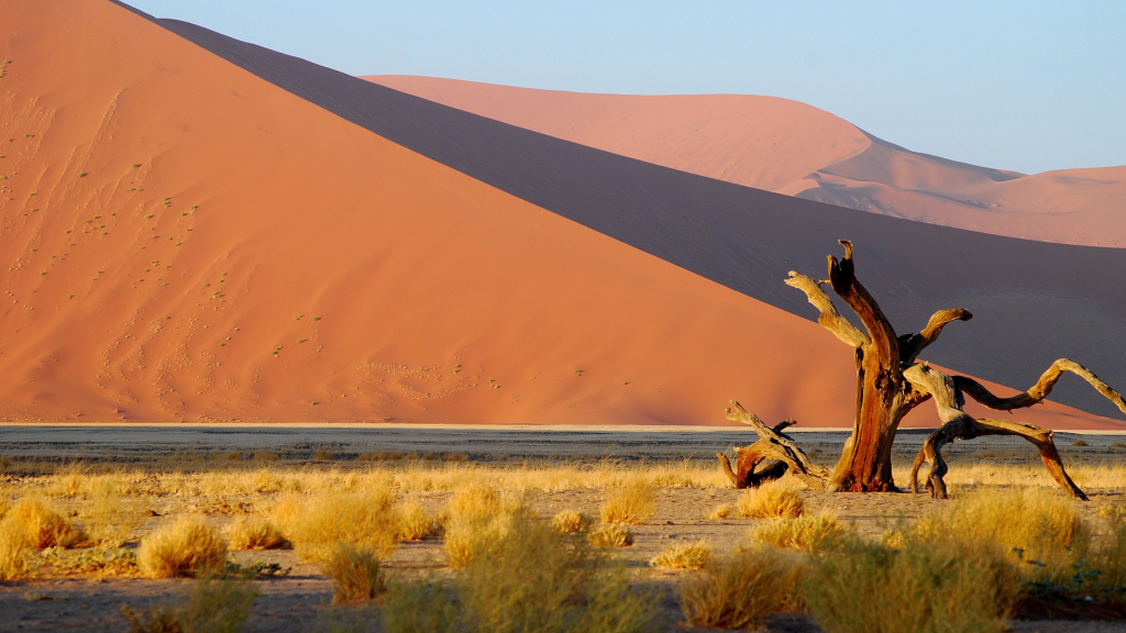 A large, reddish sand dune under Namibia's clear blue sky features a weathered, leafless tree in the foreground and scattered dry grass on the ground. The scene is beautifully illuminated by warm sunlight.