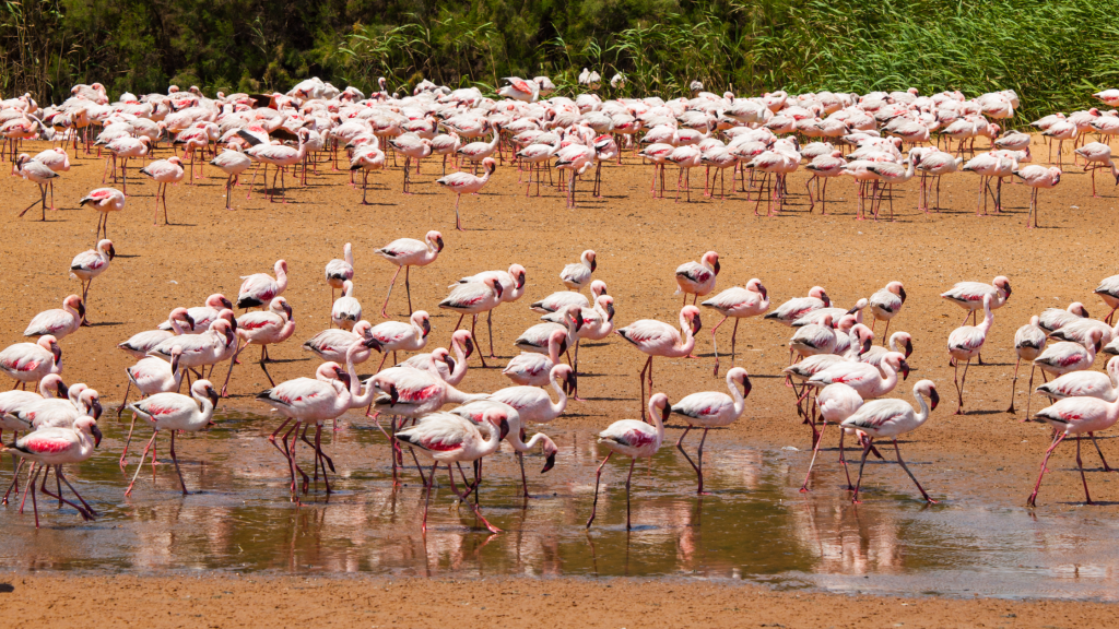 A large flock of pink flamingos stands and wades in a shallow water area on an earthy, brown surface, reminiscent of the vibrant landscapes found near Namibia. Lush green reeds are visible in the background as the flamingos spread across the scene, creating a vibrant, natural setting.