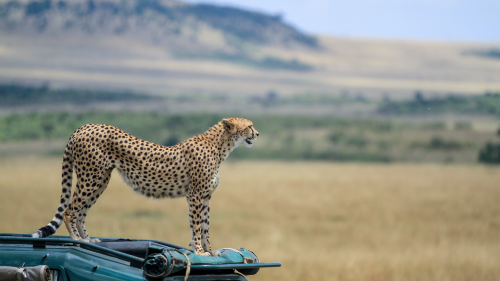 A cheetah stands atop a vehicle, gazing across a vast savannah landscape. The background features rolling hills and a sky filled with soft clouds, creating a serene scene in the wild.